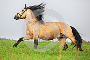 Sorrel horse runs gallop in meadow