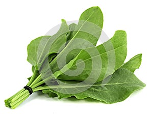 Sorrel isolated on white background