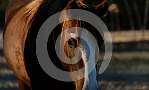 Sorrel mare horse close up