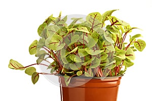 Sorrel microgreens