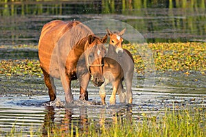 Sorrel mother horse and foal in the pond