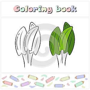 Sorrel. A page of a coloring book with a colorful vegetables and a sketch for coloring.