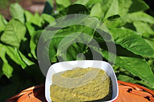 Sorrel pesto