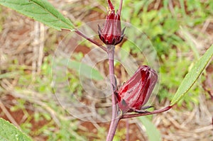 Sorrel Plant With Red Fruits
