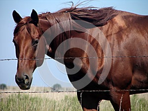 Sorrel Quarter Horse