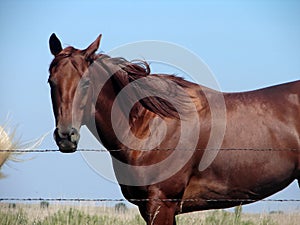 Sorrel Quarter Horse