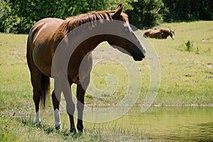 Sorrel quarter horse gelding by pond water