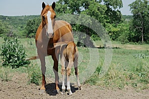 Sorrel quarter horse mare with baby foal