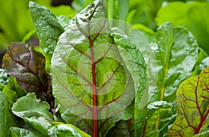 Sorrel Red Vein Lettuce Close-up