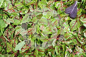 Sorrel red veined salad greens view from above photo