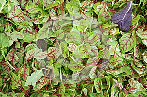 Sorrel red veined salad greens view from above