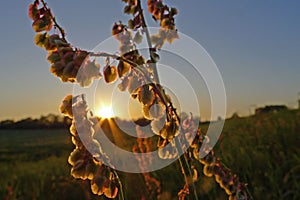 Sorrel, Rumex