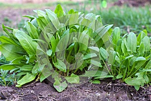 Sorrel. Rumex acetosa. Perennial herb. Popular cooking seasoning.