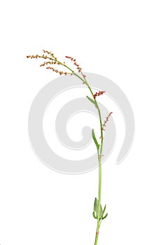 Sorrel (Rumex acetosella)