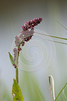Sorrel, Rumex