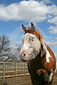 Sorrel Tobiano Horse