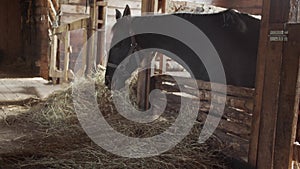 A sorrel unsaddled horse in a stable stall is eating fresh hay. Beautiful sunlight.