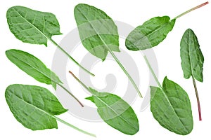 Sorrel vegetable leaf collection