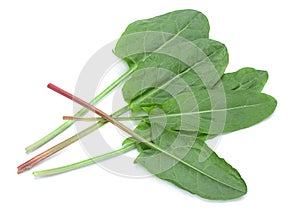 Sorrel vegetable leaf isolated