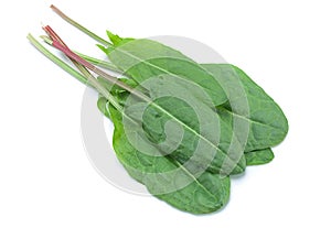 Sorrel vegetable leaf isolated