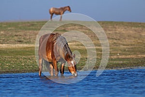 Sorrel wild horse drinking on the watering place