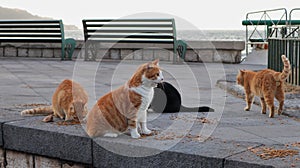 Sorrento - Gatti del porto