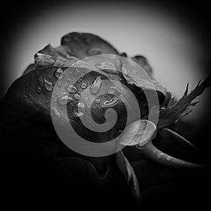 Sorrow. Close-up of a rose with waterdrops, black and white image.