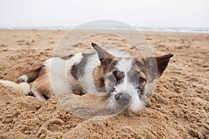 Sorrow face of homeless dog lying on sand beach with lonely feel