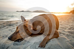 Sorrow homeless dog lying on sea beach