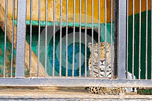 Sorrowful cheetah looking from the cage.Cheetah in the cage