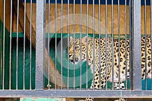 Sorrowful cheetah looking from the cage.Cheetah in the cage