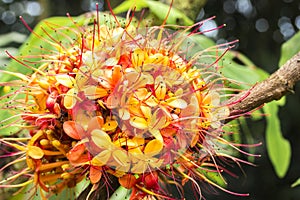 Sorrowless Tree Bloom