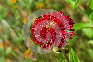 Sort of an aster flower