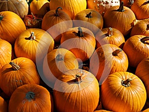 Sorted orange pumpkins for sale. Harvest time.