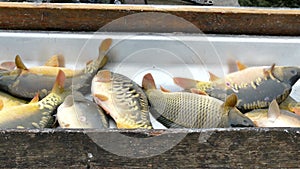 Sorting of caught fish
