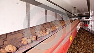 After sorting and culling at warehouse, potatoes are placed on conveyor belt, then loaded on truck for further