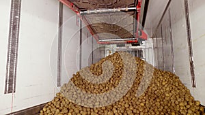 After sorting and culling at warehouse, potatoes are placed on conveyor belt, then loaded on truck for further