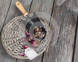 Sorting dug bulbs of hyacinths