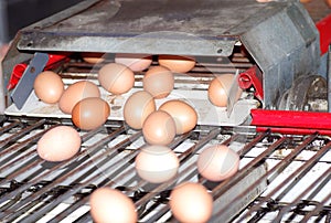 Sorting eggs