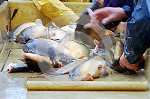 Sorting of freshly caught fish