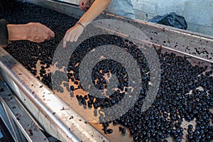 Sorting, harvest works in Saint-Emilion wine making region on right bank of Bordeaux, picking, sorting with hands and crushing