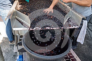 Sorting line, harvest works in Saint-Emilion wine making region on right bank of Bordeaux, picking, sorting with hands and