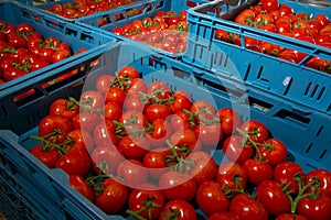 Sorting and packaging line of fresh ripe red tomatoes on vine in