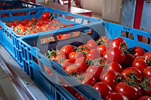 Sorting and packaging line of fresh ripe red tomatoes on vine in