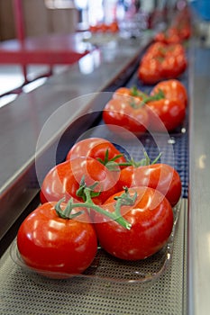 Sorting and packaging line of fresh ripe red tomatoes on vine in