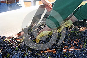 Sorting Pinot Noir Grapes