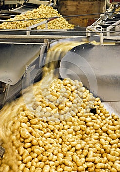 Sorting potatoes in a food processing facility