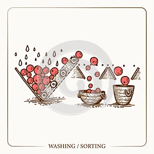 Sorting and washing apples and fruits. Equipment for the production of cider. Vintage sketch garden background. Hand