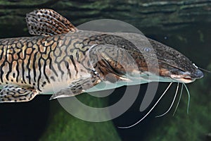 Sorubim Fish in Water