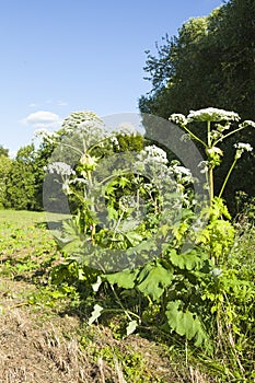 Sosnovsky's hogweed